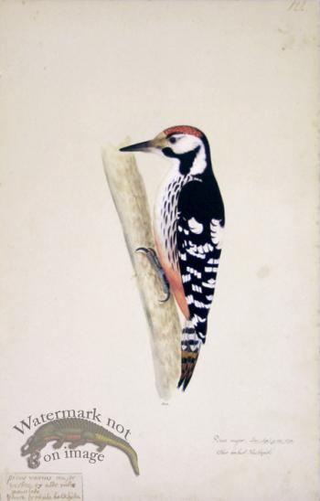 122 Swedish Birds . Picus major, Great Spotted Woodpecker.Male